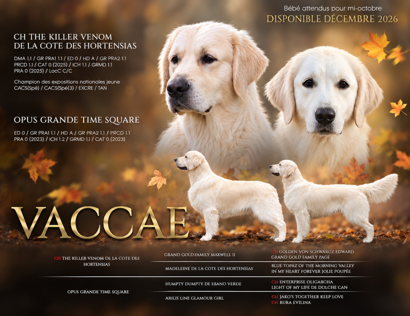 Superbe bebe neige disponible à Noel