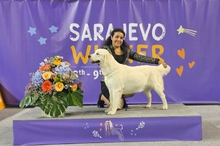 Vaccae - SARAJEVO WINNER 2023