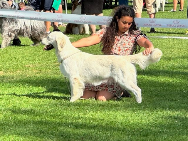 Vaccae - EXPOSITION CANINE DE CAHORS - CACS