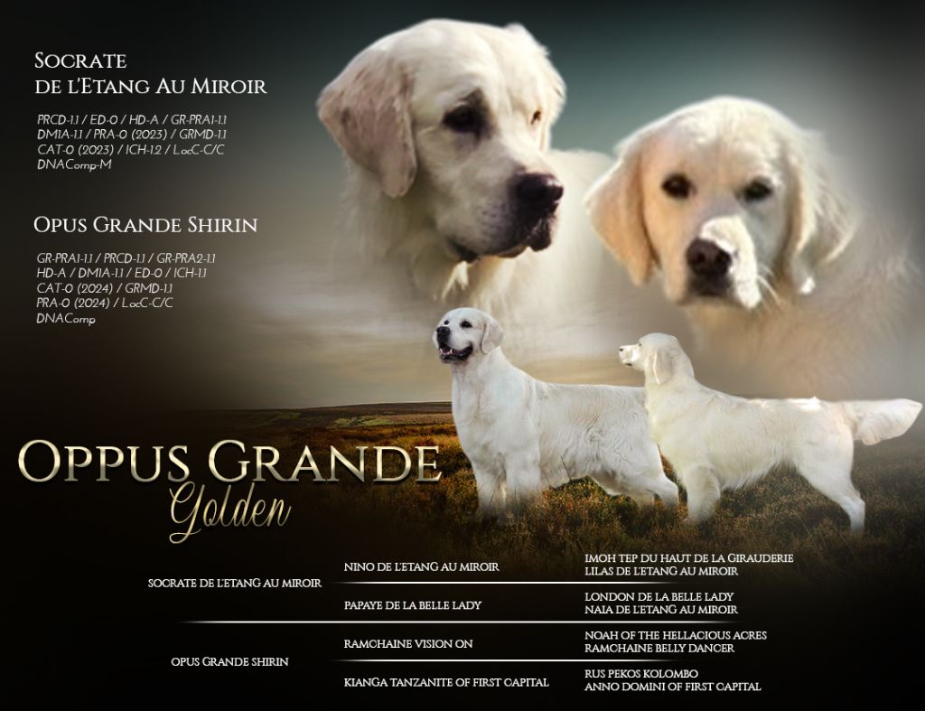 Oppus grand shirin & Socrate de l'etang au miroir