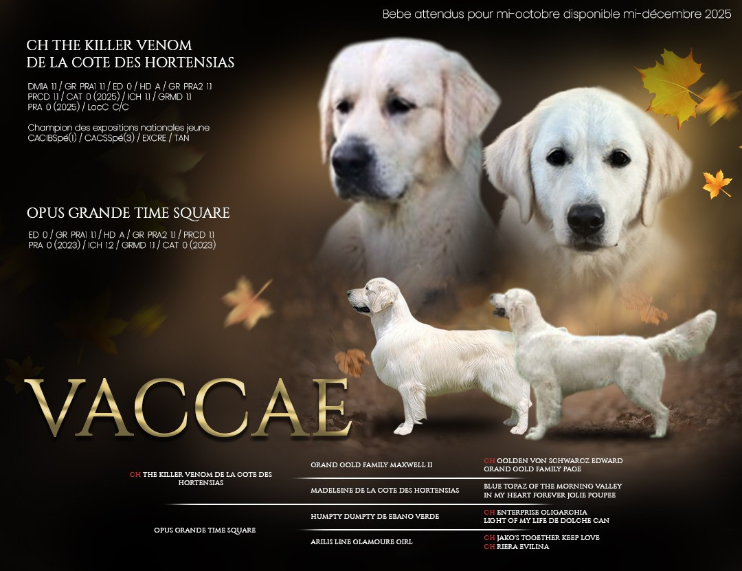 Chiot Golden Retriever Vaccae