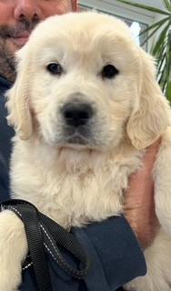 Vaccae - Chiots disponibles - Golden Retriever