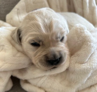 Vaccae - Chiots disponibles - Golden Retriever