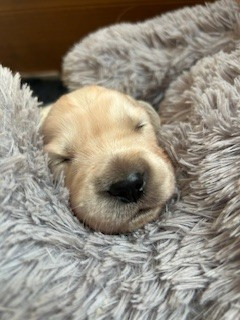 Vaccae - Chiots disponibles - Golden Retriever