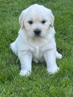 Vaccae - Chiots disponibles - Golden Retriever