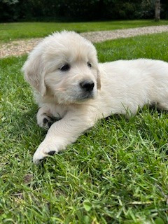 Vaccae - Chiots disponibles - Golden Retriever