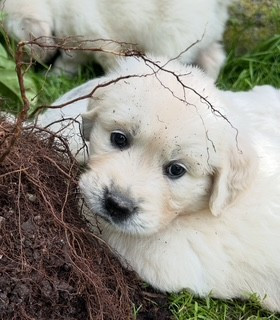 Vaccae - Chiots disponibles - Golden Retriever