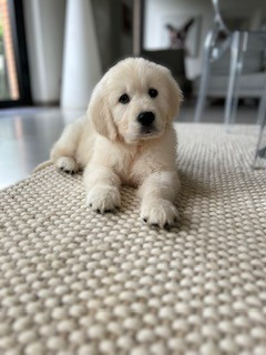 Vaccae - Chiots disponibles - Golden Retriever