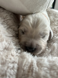 Vaccae - Chiots disponibles - Golden Retriever
