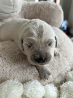 Vaccae - Chiots disponibles - Golden Retriever