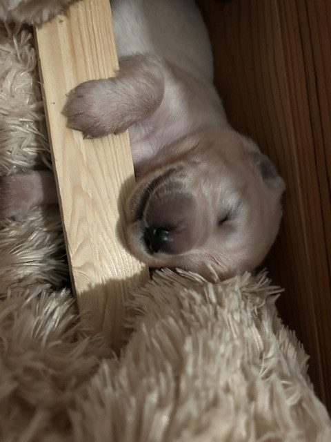 Vaccae - Chiots disponibles - Golden Retriever