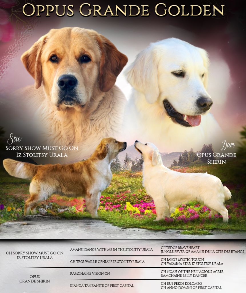 Vaccae - Golden Retriever - Portée née le 13/10/2024